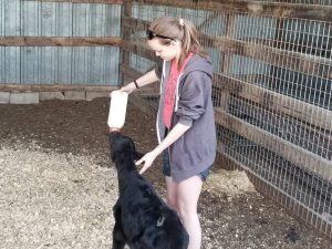 Emily feeds a black calf with a bottle